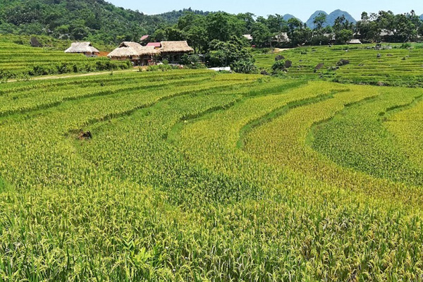 Discover The Best of Mai Chau Valley & Ethnic Group In  2 Day Program
