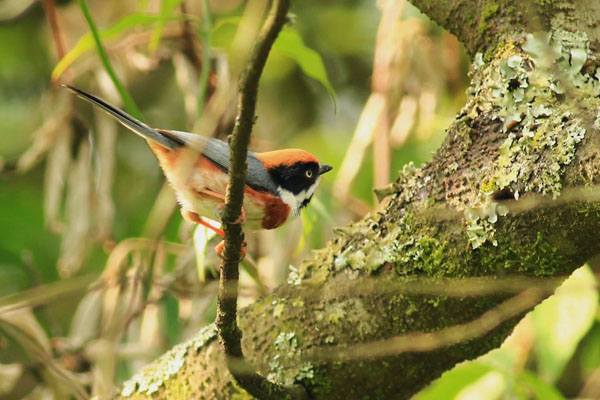 Bird Watching Cuc Phuong National Park & Tam Coc Tour 4 Days